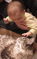 Photo of a baby petting a cat. Each small area of the image contains many colors and is surrounded by many colors.